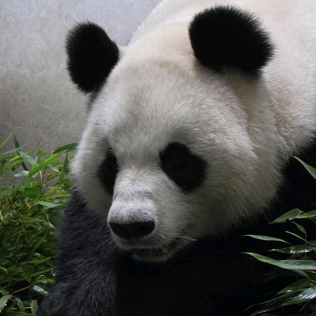 大熊猫“优浜”“成双”「宿州野生动物园」