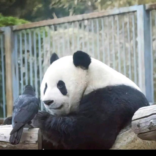 霸王别姬