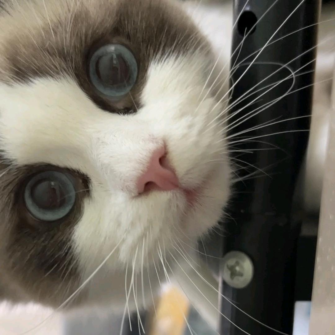 美金是只小猫咪