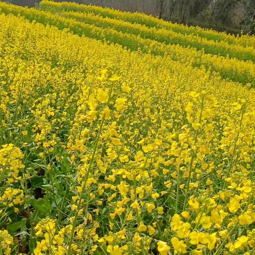 平安发财