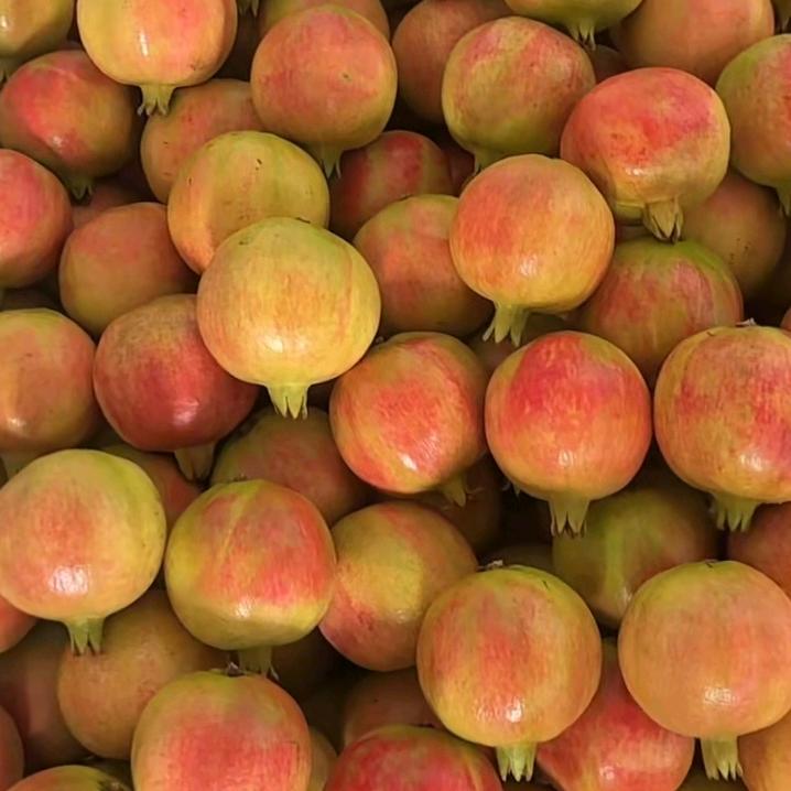 会理石榴供应导师