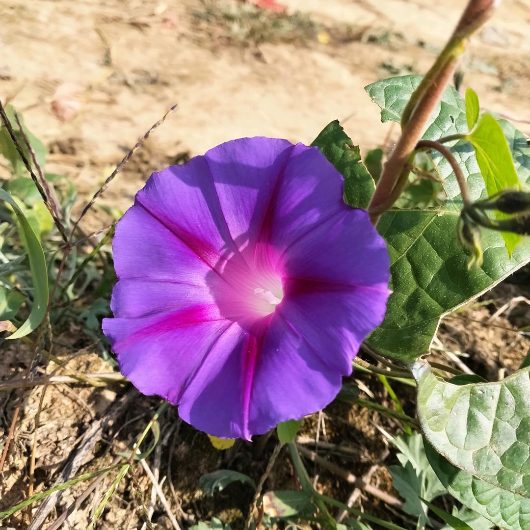 心想事成🌹🌹🌹