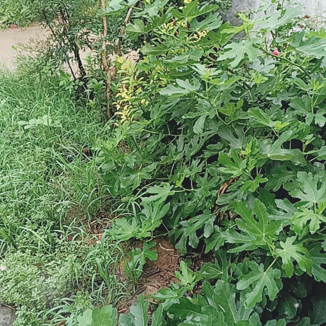 玥玥心