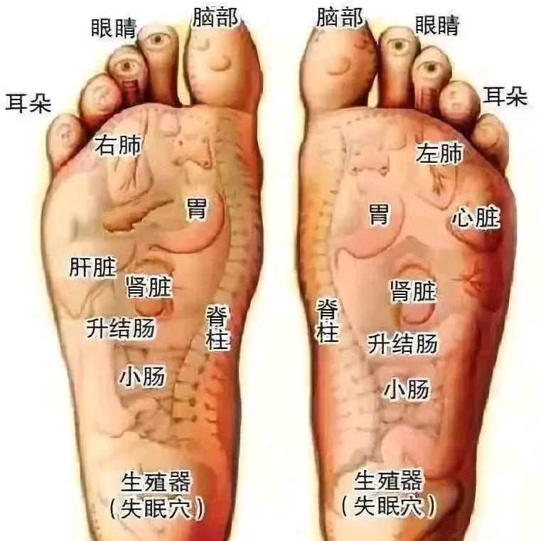 芝芝
