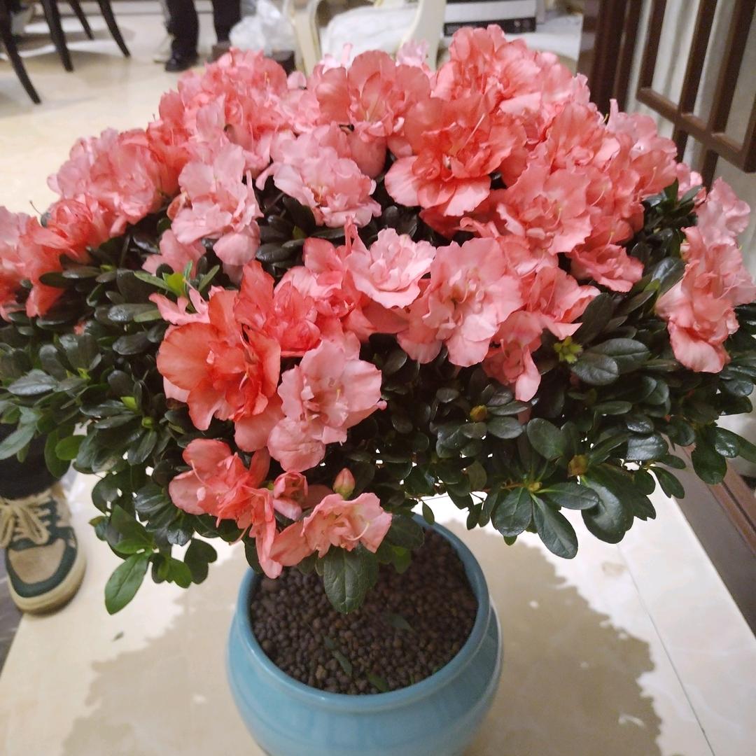 明明@