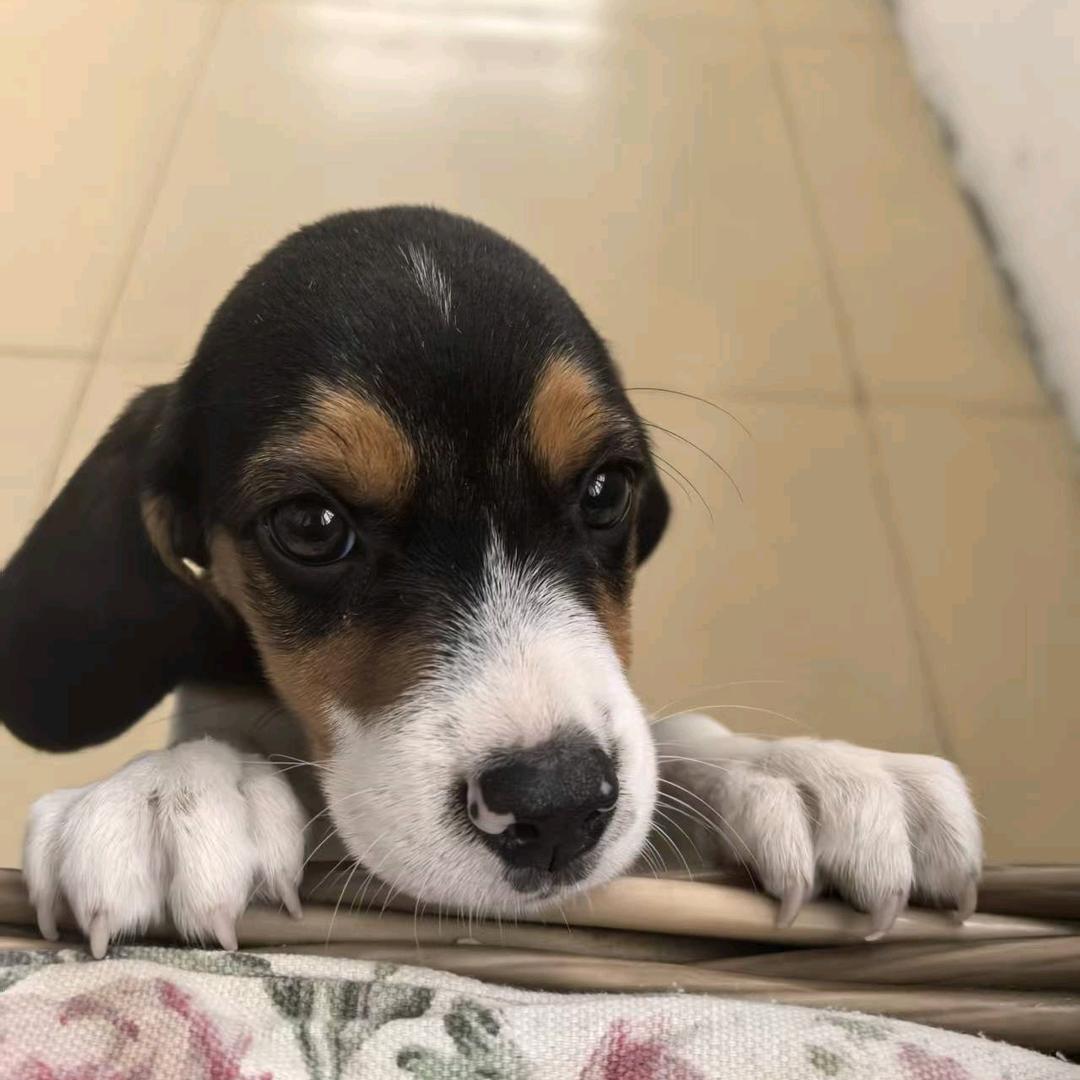 烦躁的豆包🐶