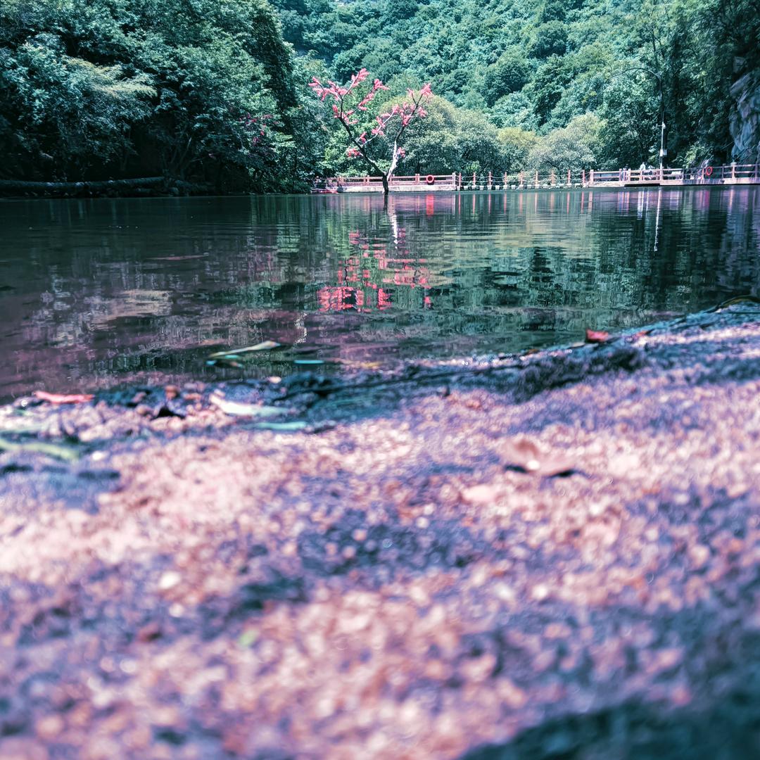 青栀