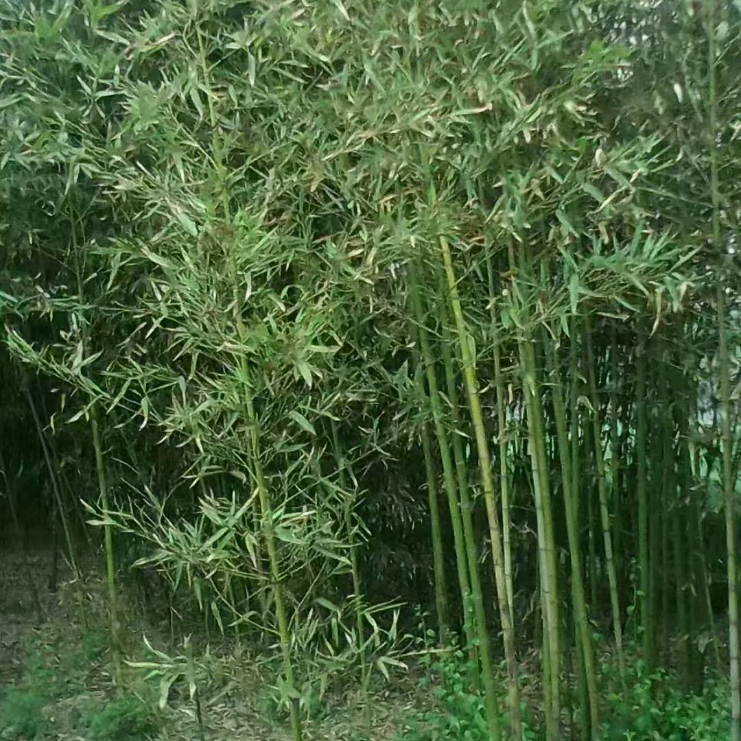 竹子基地