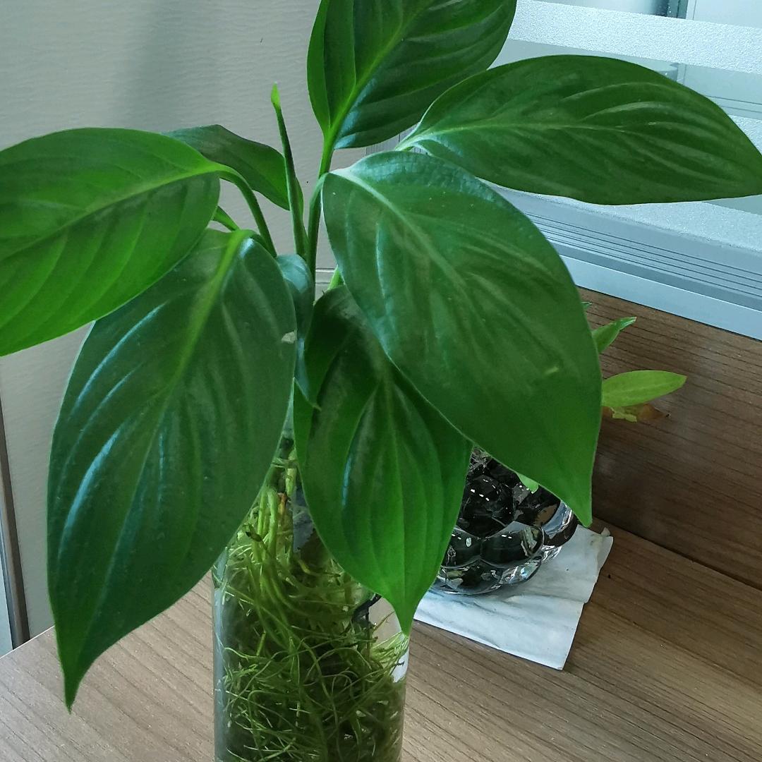 某某(*^ω^*)