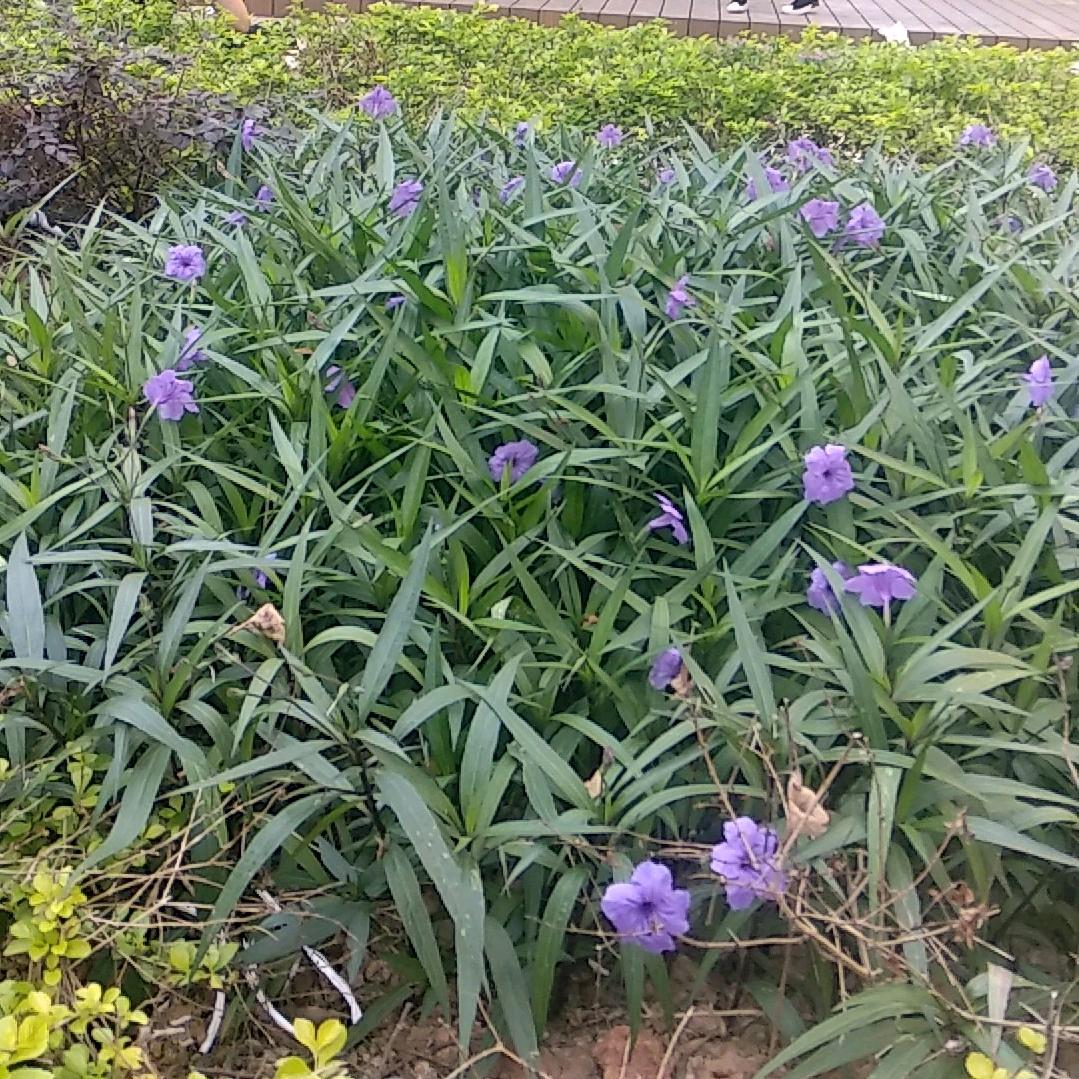 柒