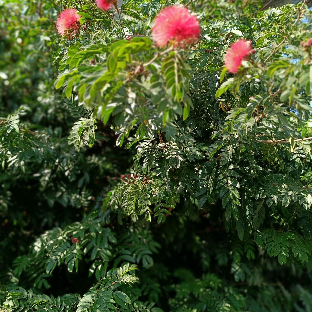冒菜