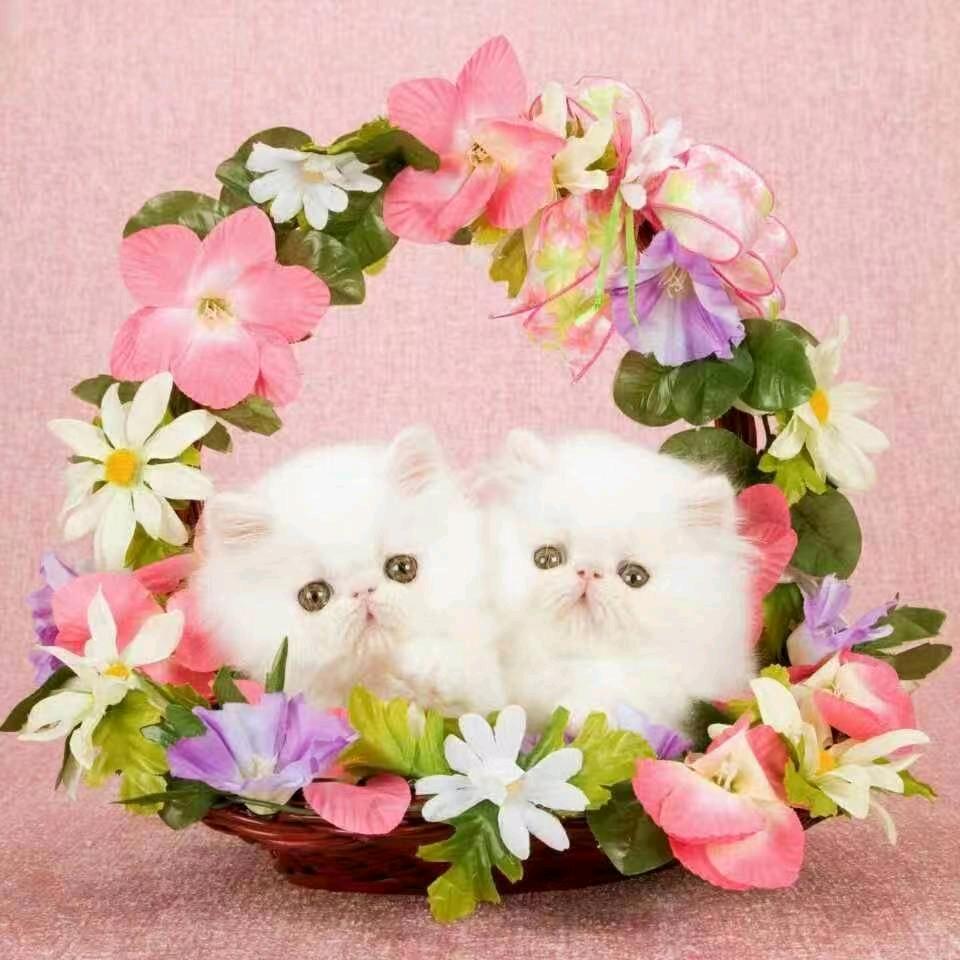 ࿐ཉི༗࿆只愿余生笑 ༗࿆ཉི࿐