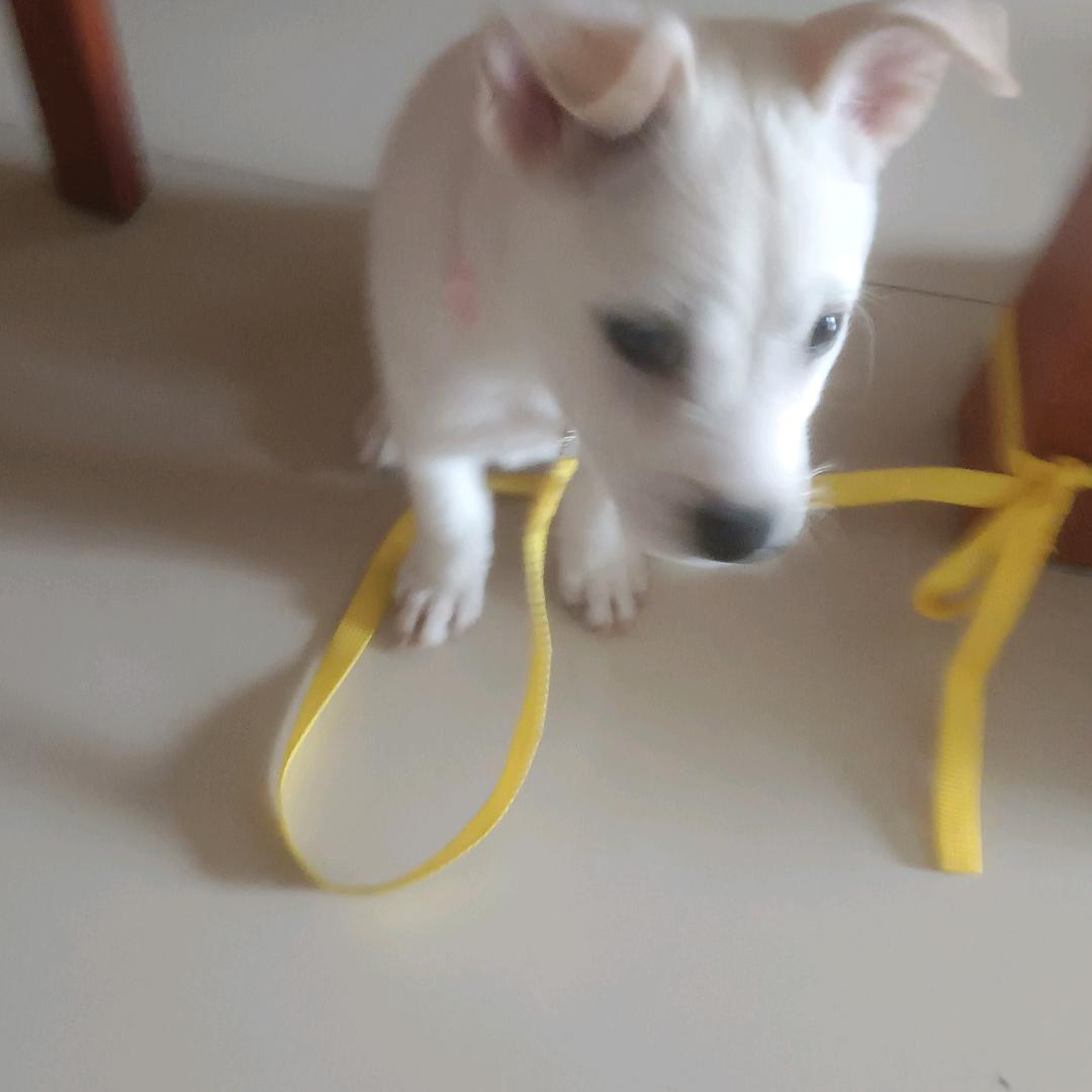 牛奶糖是条狗