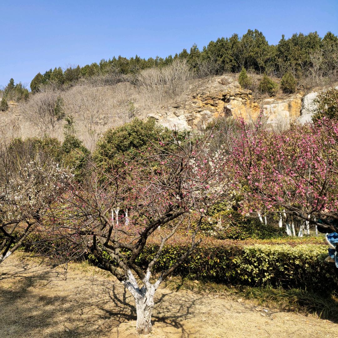 袁来就是李