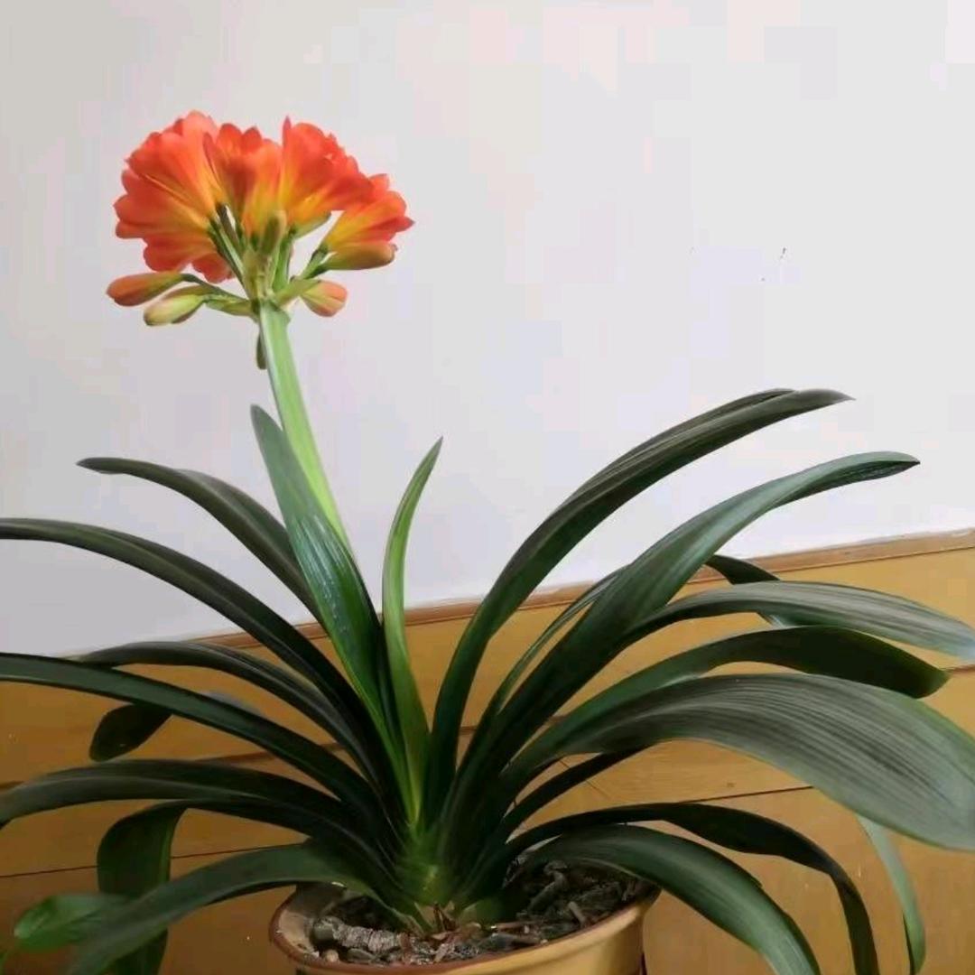 蓝天白云头像