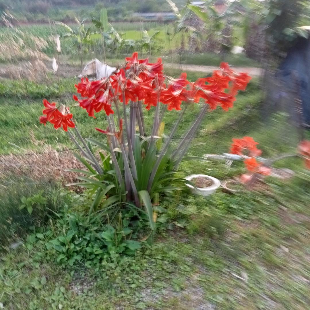 美