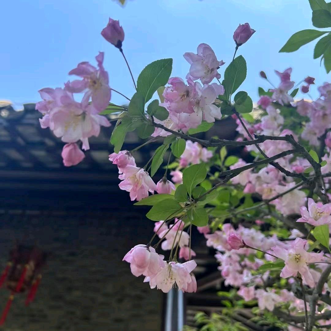丽儿