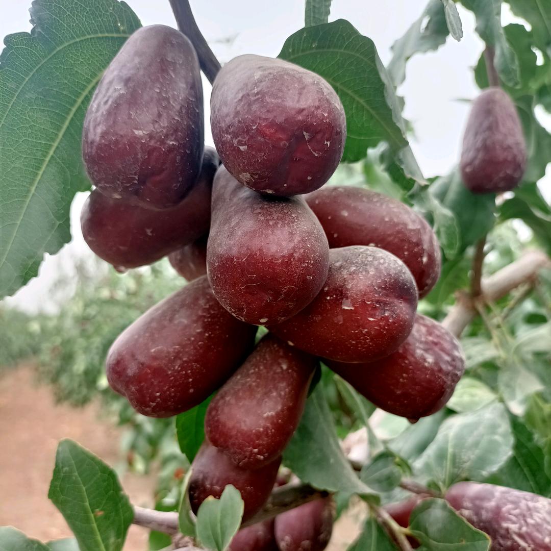 昆玉市梁丽红枣