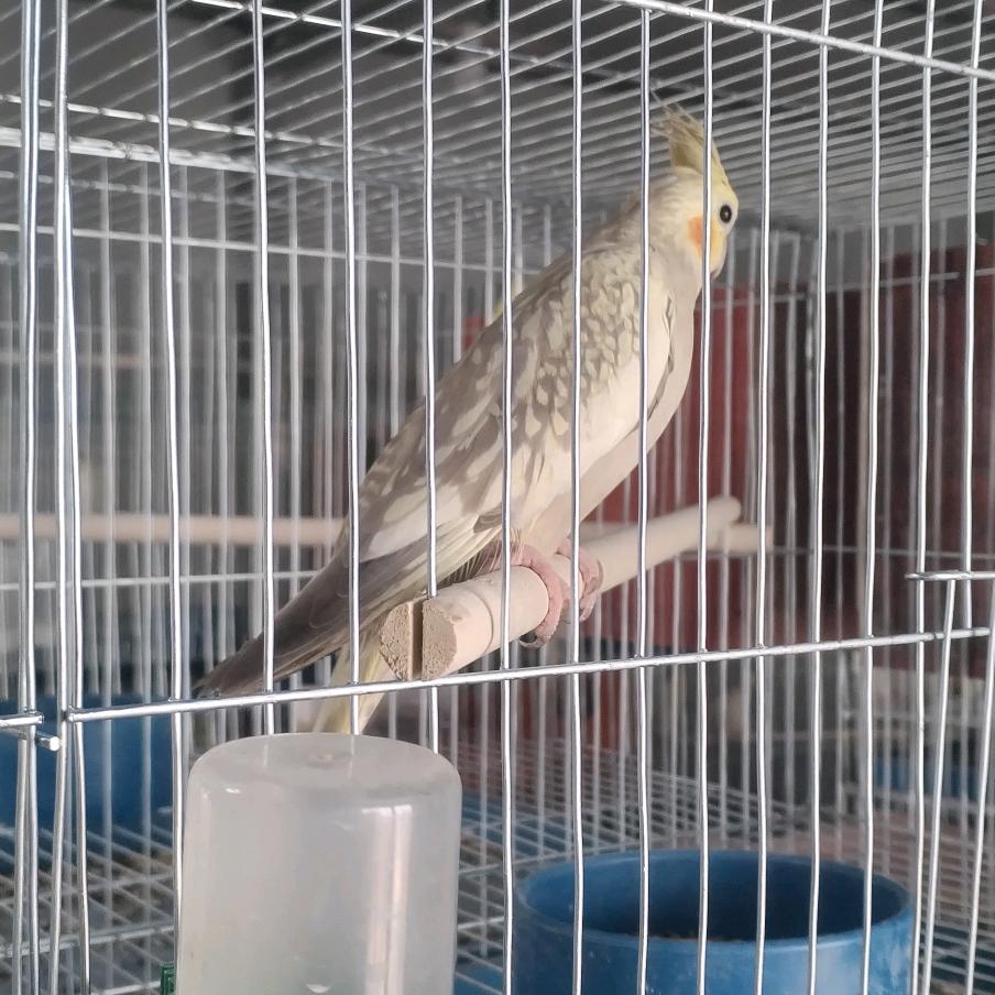 豫鹦堂玄凤鹦鹉养殖