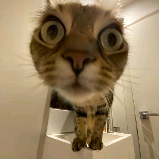 嘻嘻