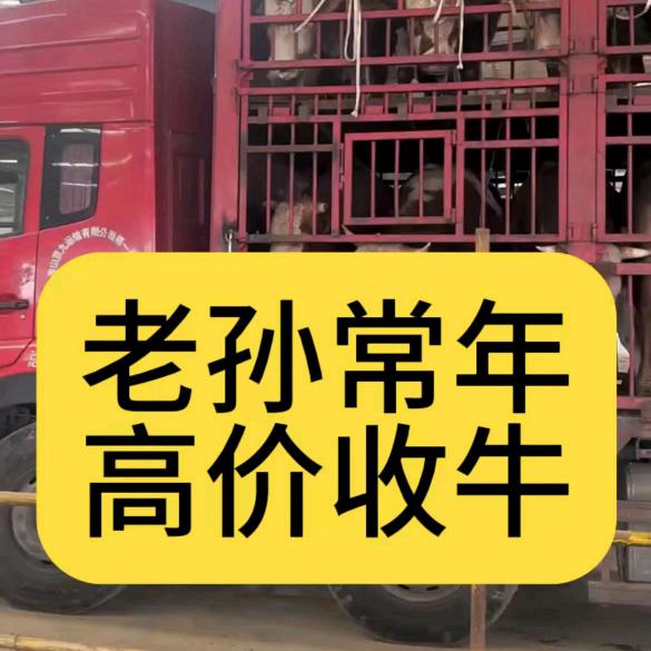 老孙收牛