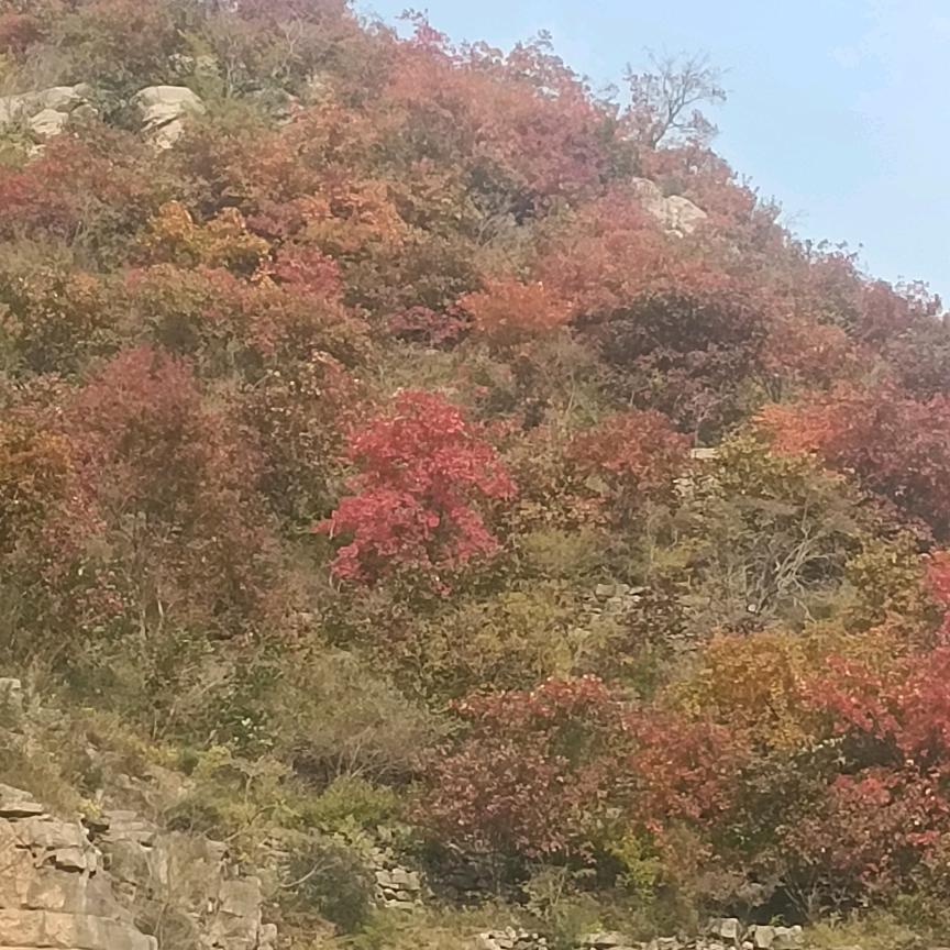 千佳粉末