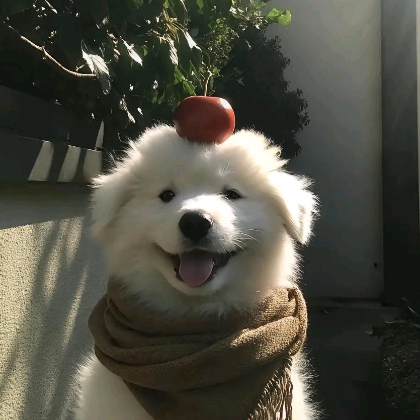 迷糊椰椰
