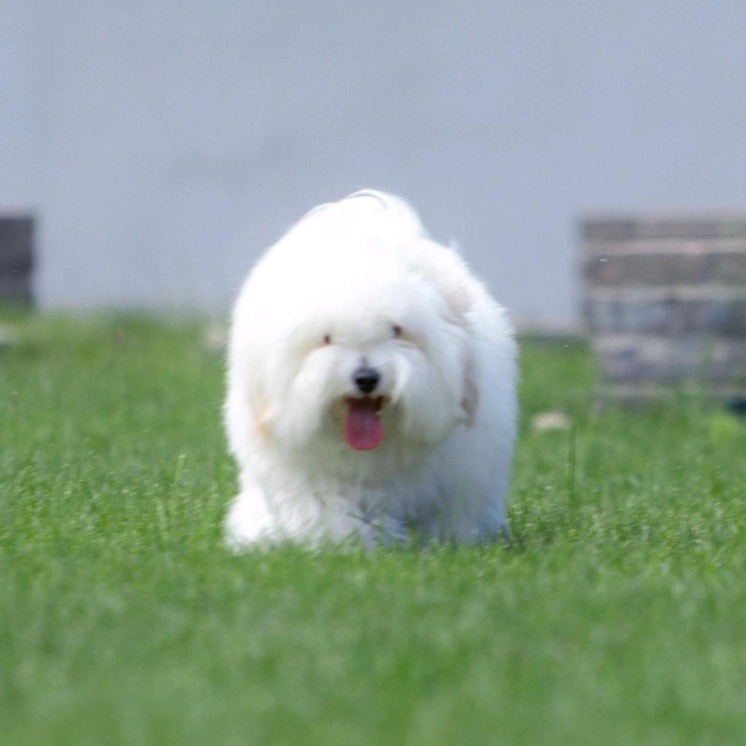 英雄犬业