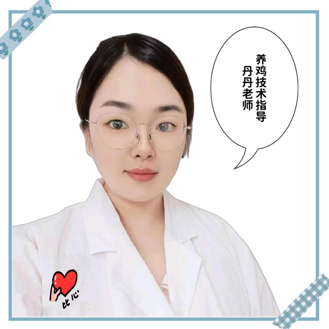 丹丹养鸡技术指导