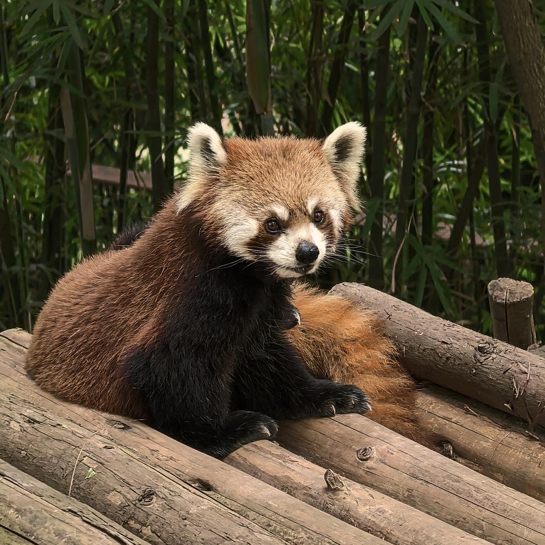 小鹏飞↗飞↗飞↗