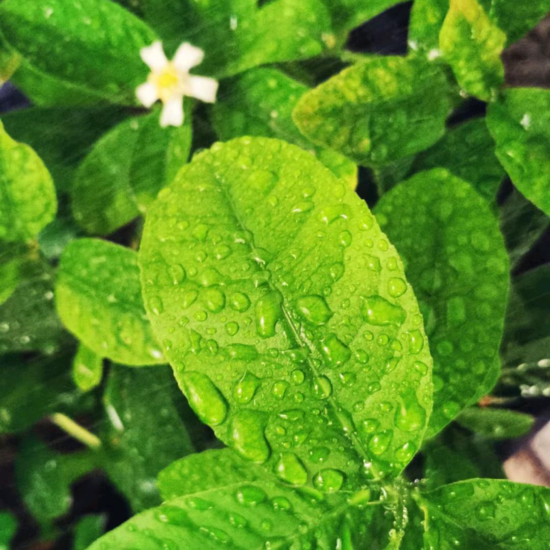 馨香阁