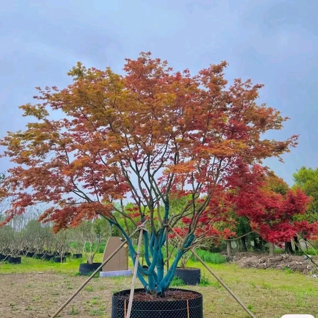 温江子楠园艺