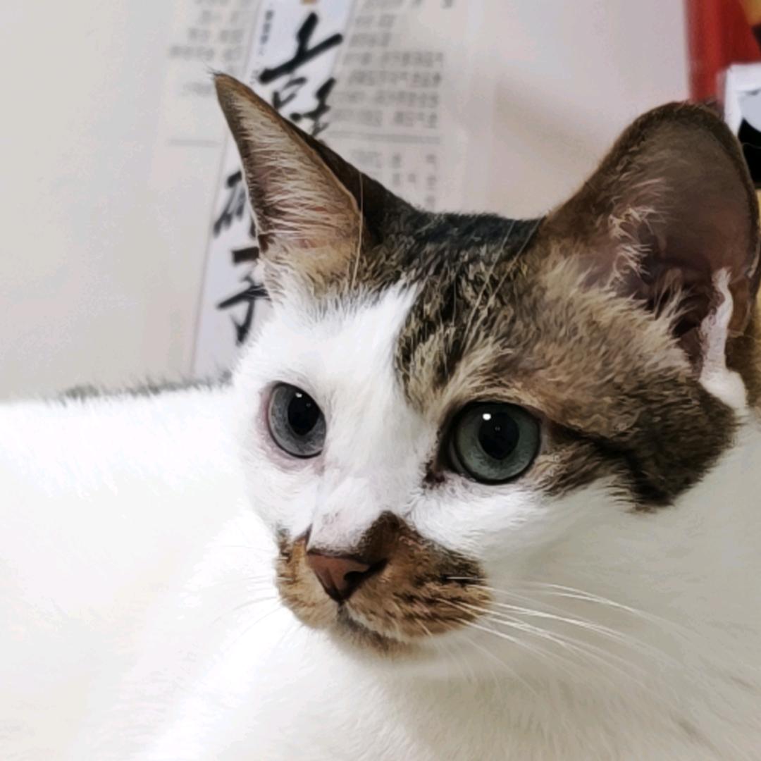 大坨