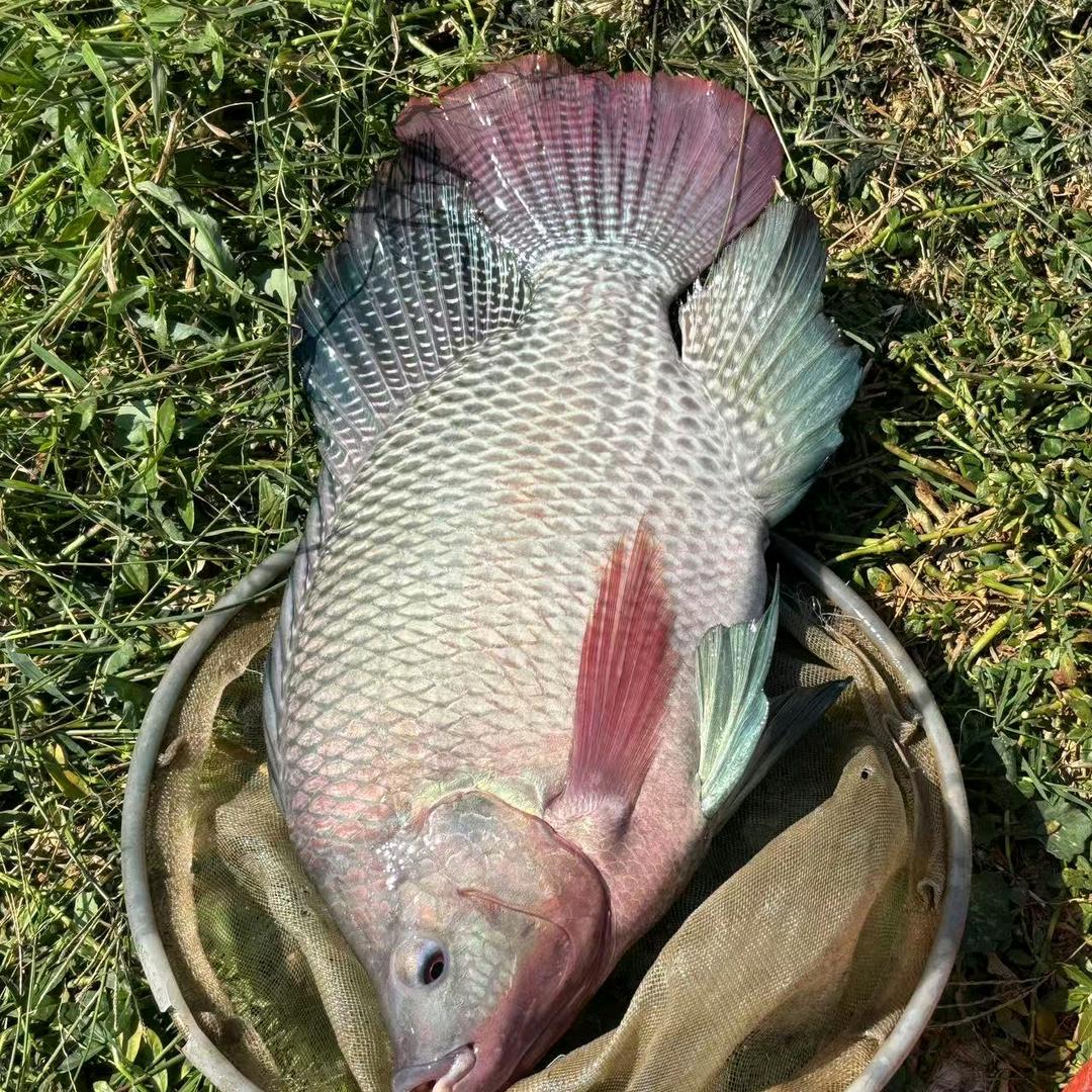 桂柳吊水精品鱼生配送