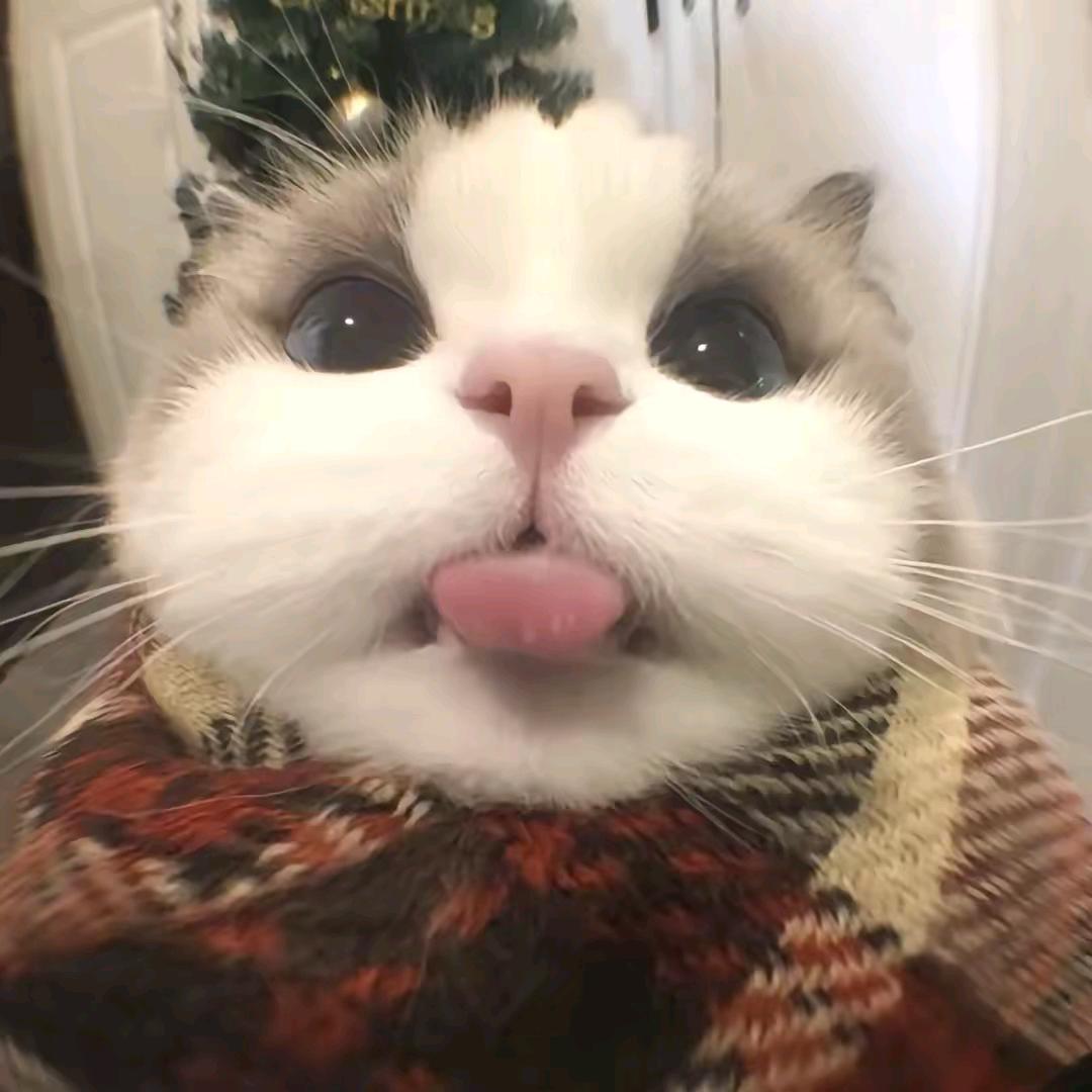 老齐