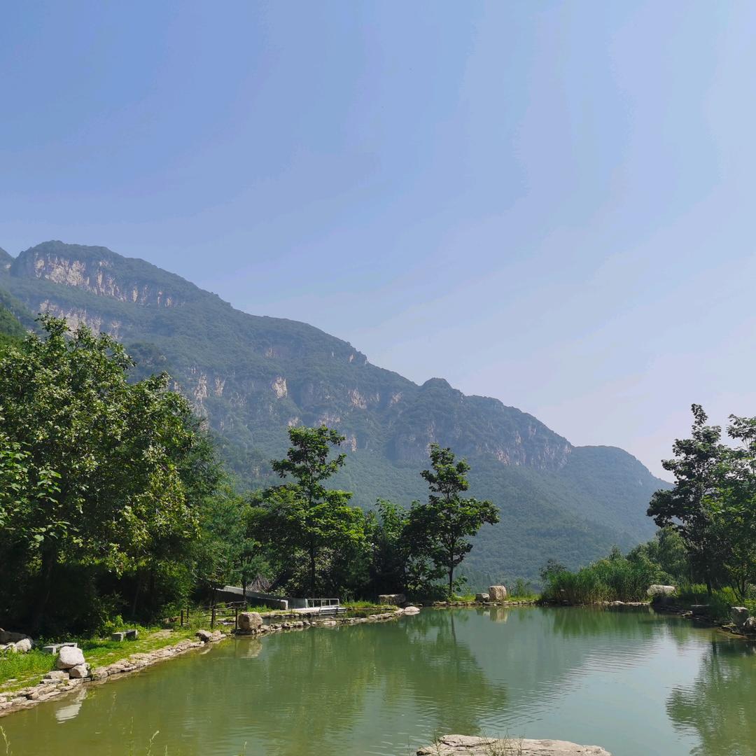 雪莲花……………………………