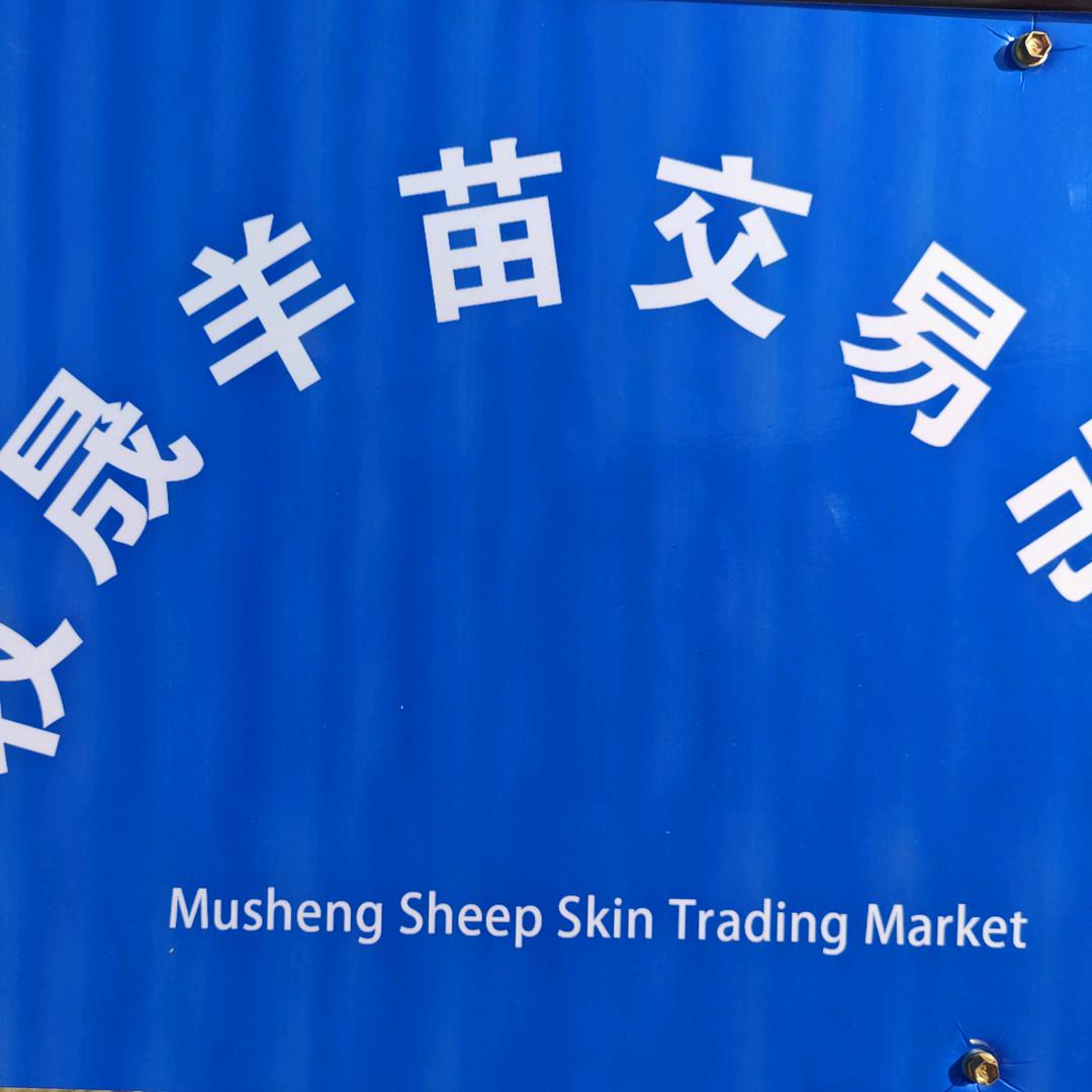 牧晟羊苗收售