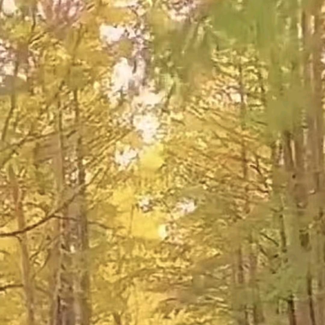 枫叶🍁
