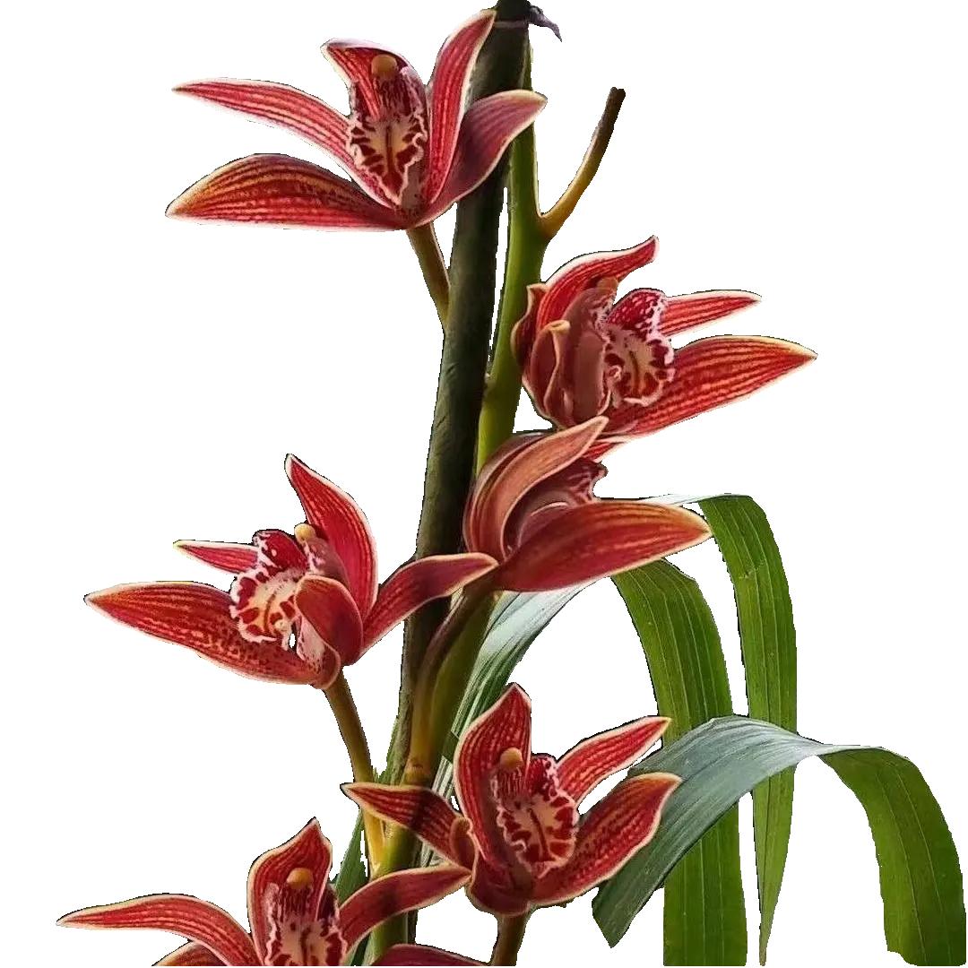 茶人张