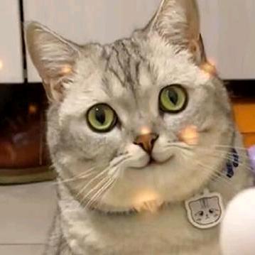 温文🌙（申月）