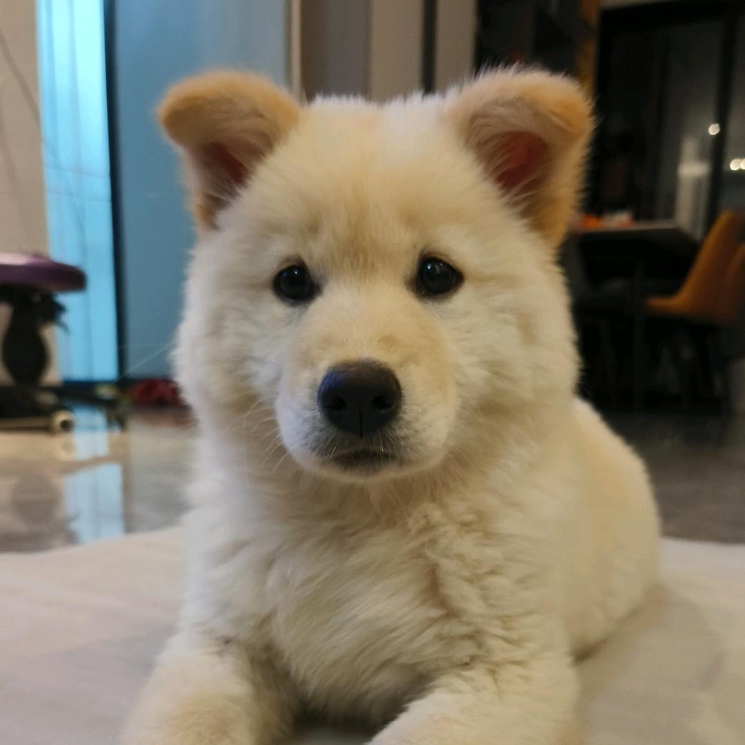 毛孩子们的懂事长