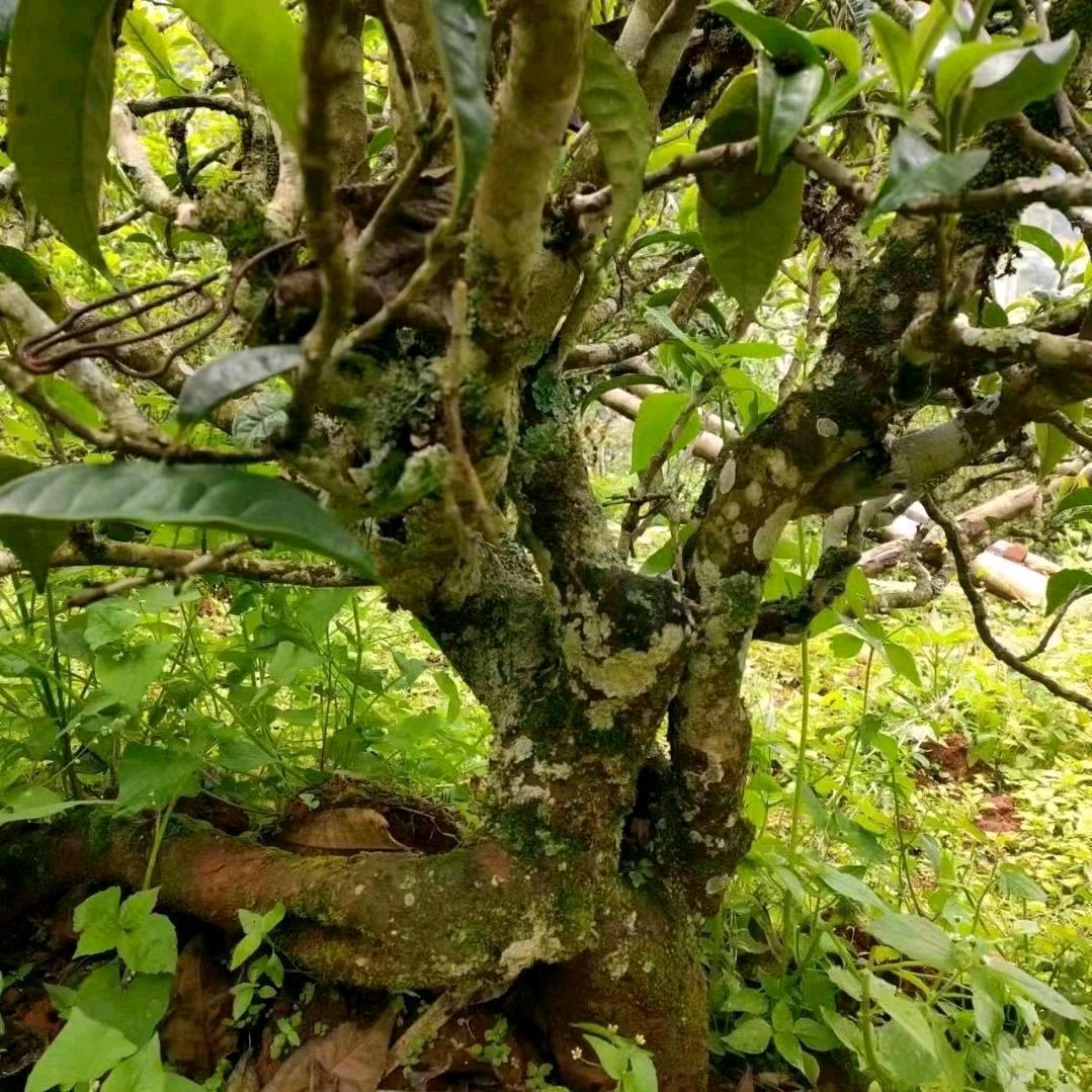 单身情哥一个人找老婆