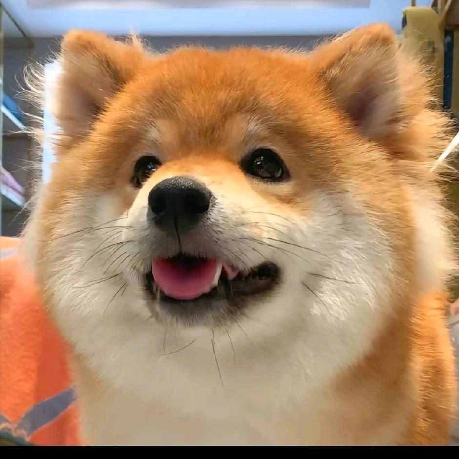 杰尼龟、