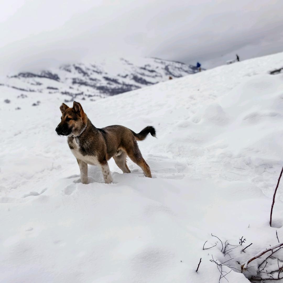 百年老号（还差 95 年）