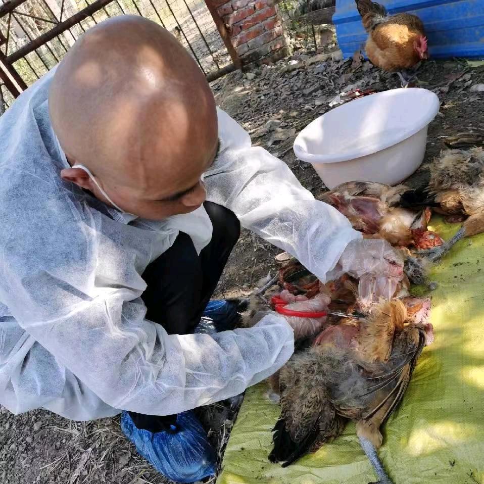 东东光头哥说家禽