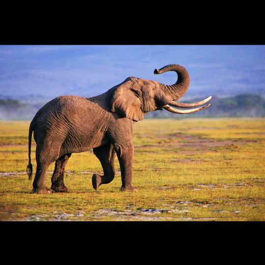 羽缘俱乐部 大象