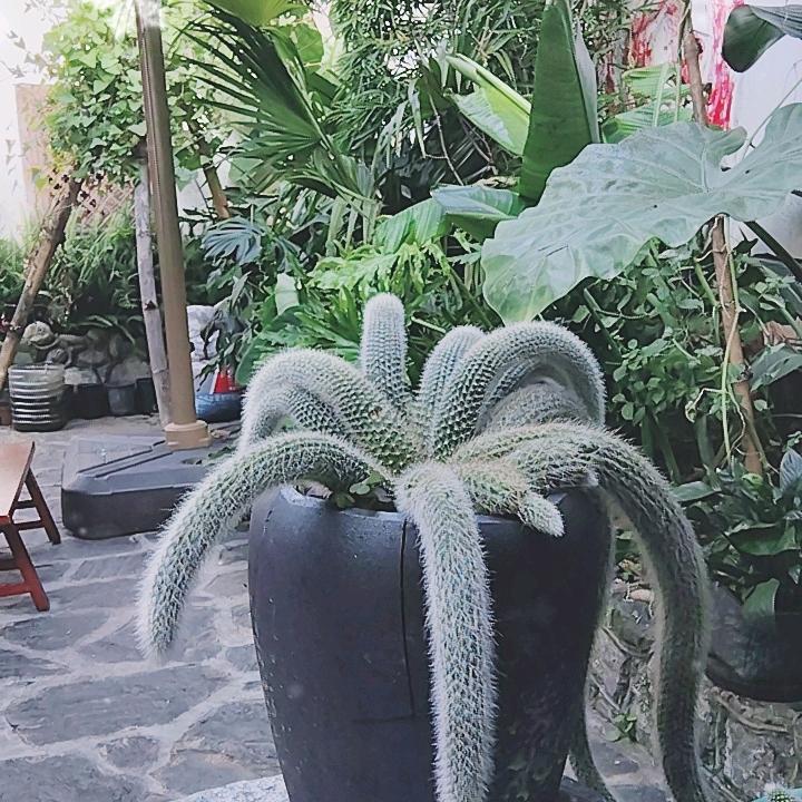 一草一花一世界