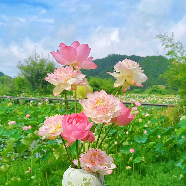 向阳花开～