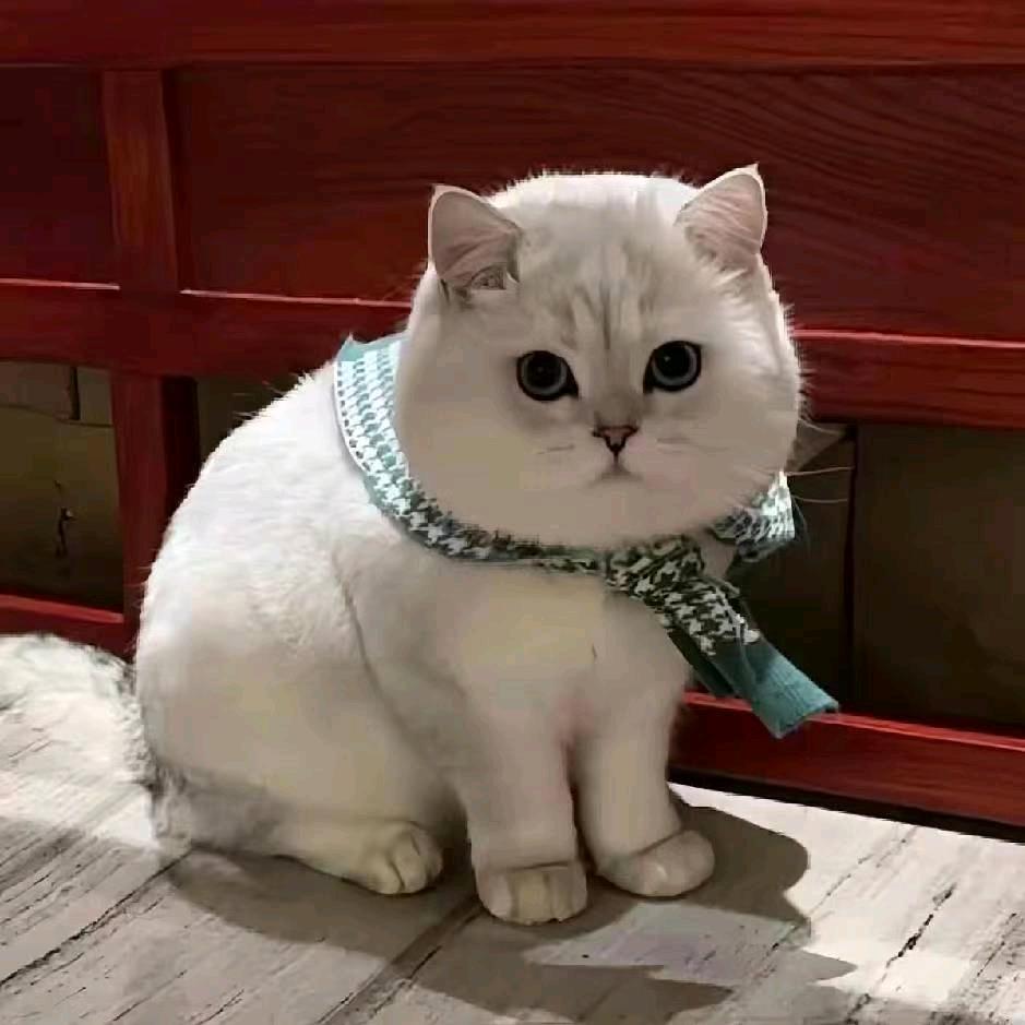 可爱