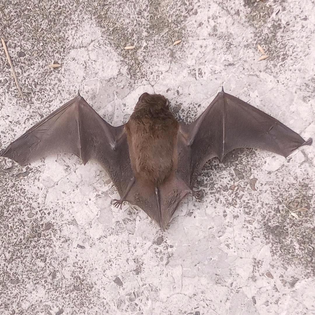 奇厅长&审厅一哥